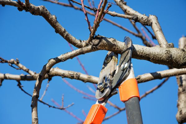 Residential Tree Service in Sacramento