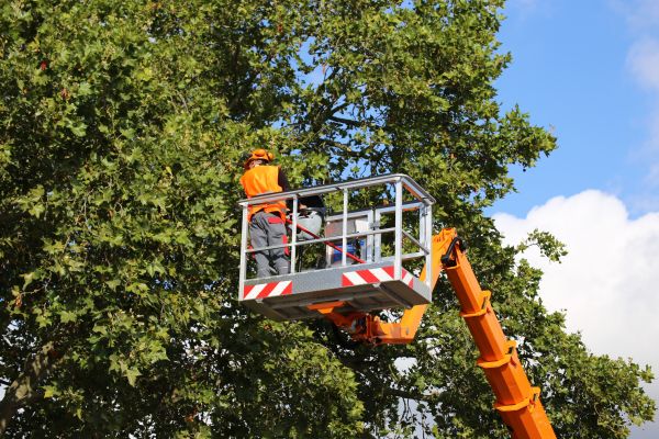 Commercial Tree Service in Sacramento