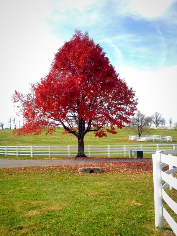 Maple Tree Pruning