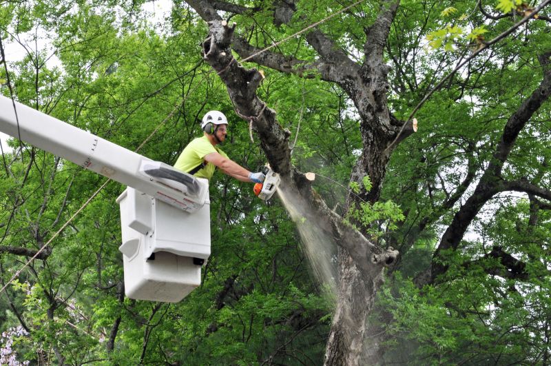 High-Reach Tree Trimming