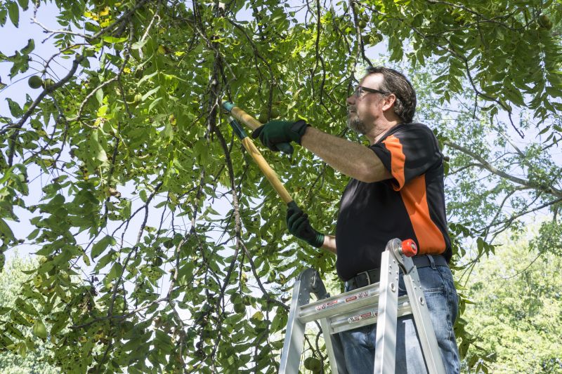 Spring Tree Trimming