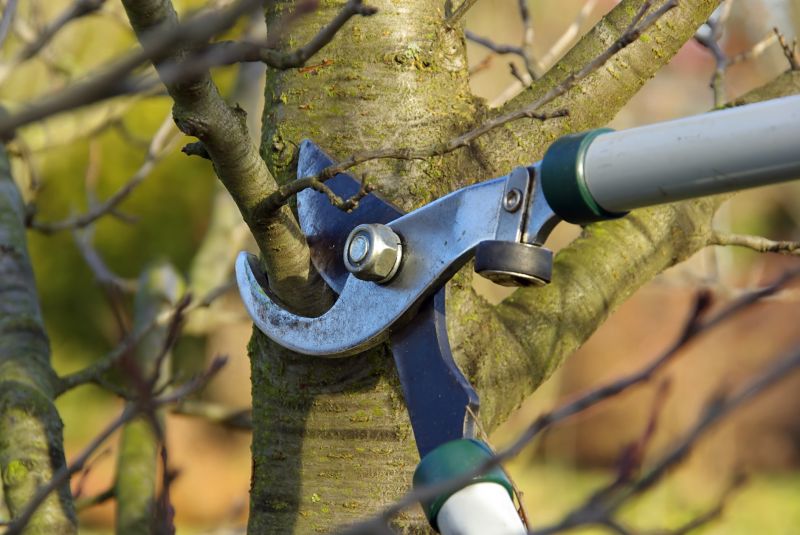 Tree Maintenance Tools