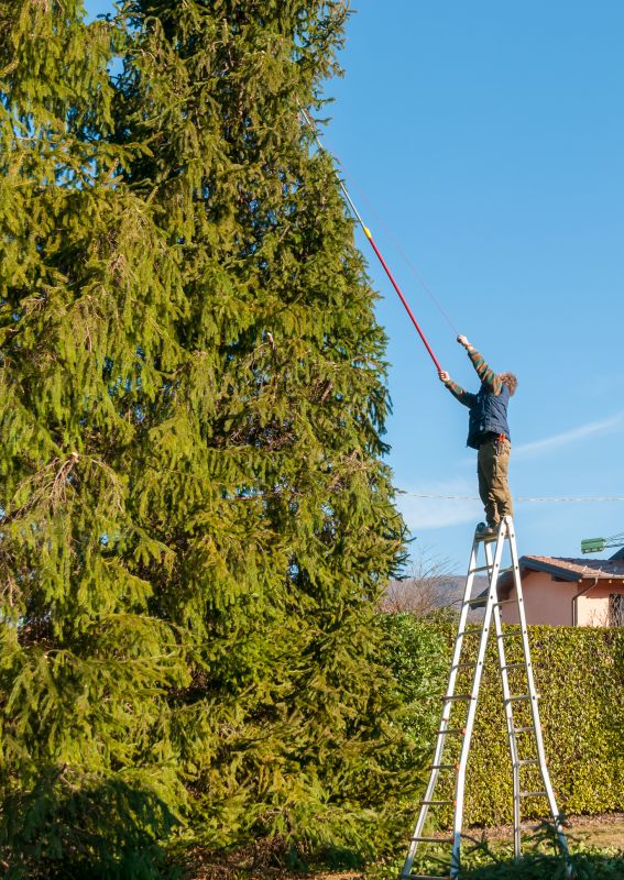 Tree Trimming in Spring
