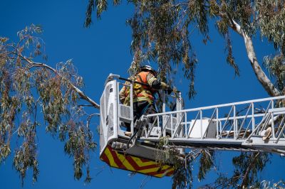 Tree Safety Inspection
