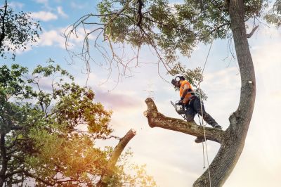Local Tree Care Experts