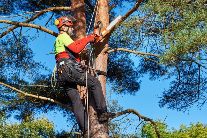 Specialized Tree Service Teams