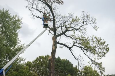 Emergency Tree Service Teams